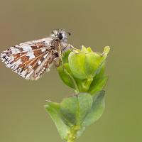 Grizzled Skipper 2 